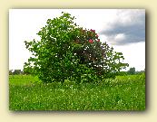 AppleMark
�