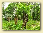 AppleMark
�
