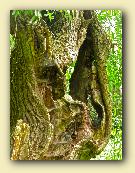 AppleMark
�